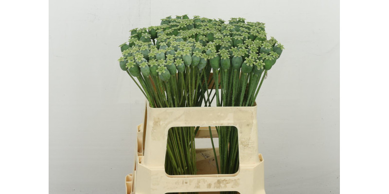 Papa Som Zd 55 cm A1