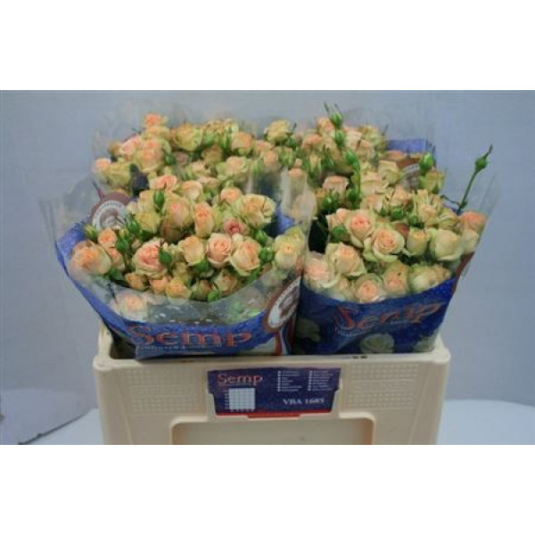 Rose Tr Romantic Pepita 60cm A1