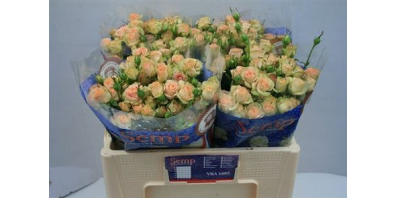 Rose Tr Romantic Pepita 60cm A1