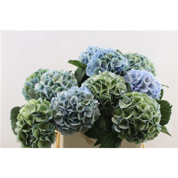 Hydrangea M Lollypop Bl/gr Cl 80-17 80cm A1