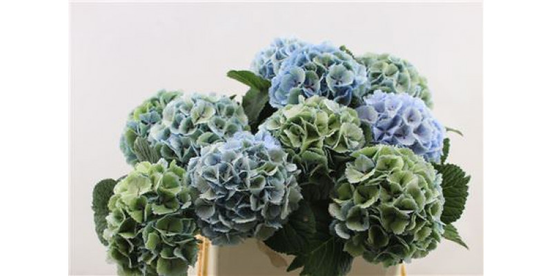 Hydrangea M Lollypop Bl/gr Cl 80-17 80cm A1