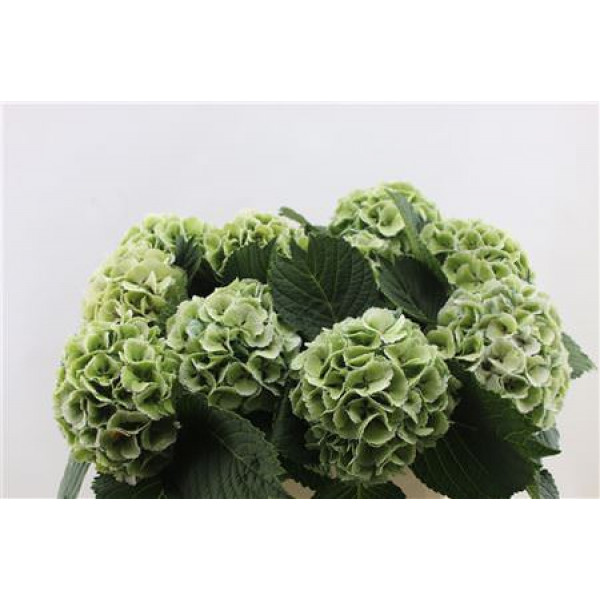 Hydrangea M Lolly Pop Groen Cl 80-17 80cm A1