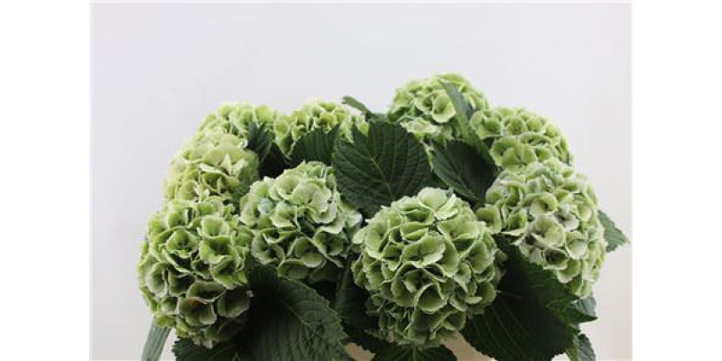 Hydrangea M Lolly Pop Groen Cl 80-17 80cm A1