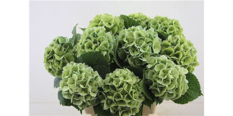 Hydrangea M Cl Lollypop Green 60-17 60 cm A1