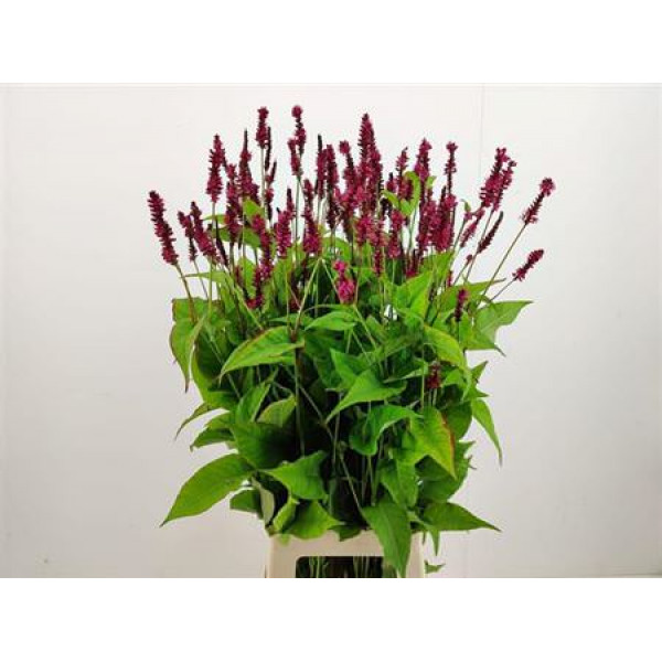 Persicaria Firedance 80cm A1