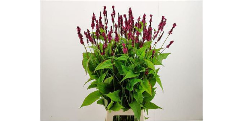 Persicaria Firedance 80cm A1