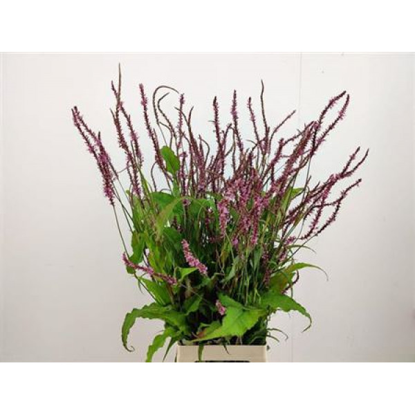 Persicaria Firedance 80cm A1