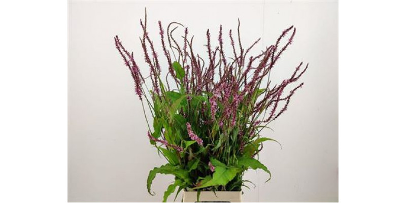 Persicaria Firedance 80cm A1