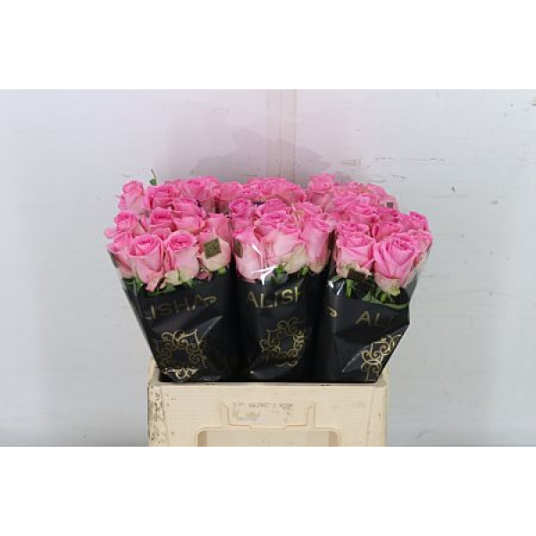 Rose Gr Revival 60cm A1 Col-Pink