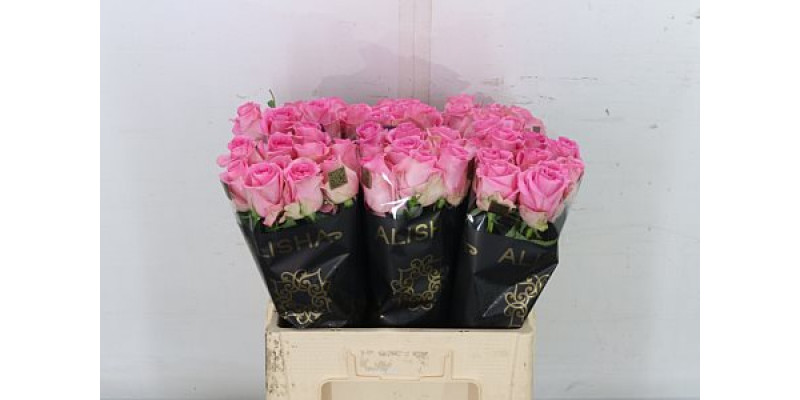 Rose Gr Revival 60cm A1 Col-Pink