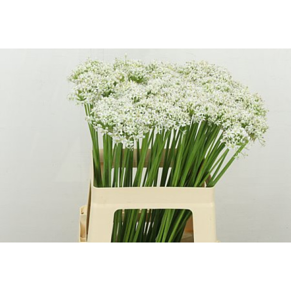 Allium Tuberosum 60cm A1