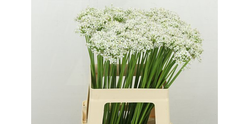 Allium Tuberosum 60cm A1