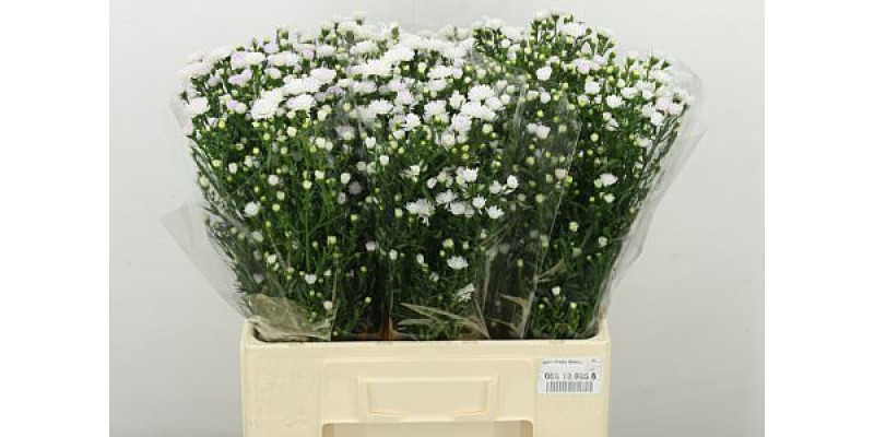 Aster Pretty Wendy 60cm A1