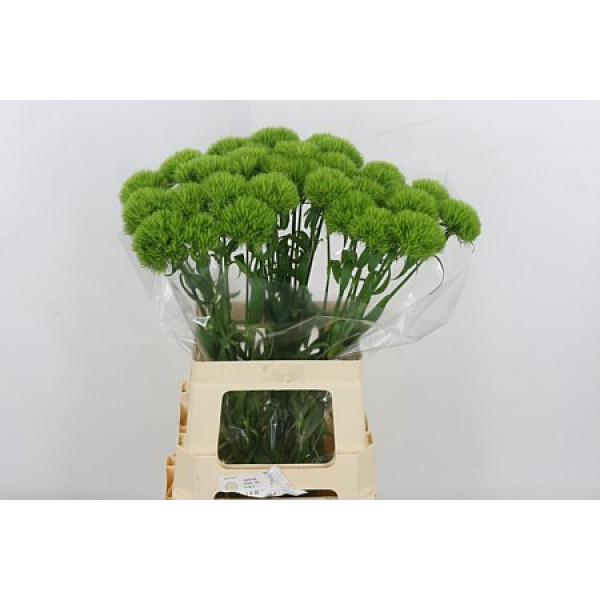 Dianthus Barb Green Trick 55cm 