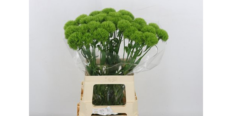 Dianthus Barb Green Trick 55cm 