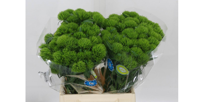 Dianthus Barb Green Trick 40 cm 
