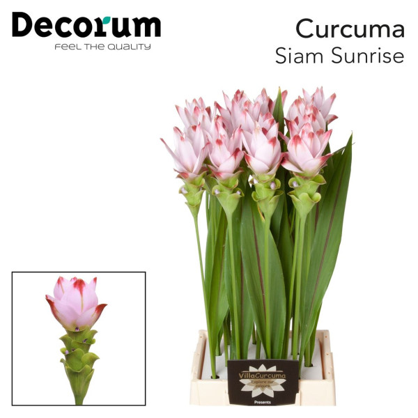 Curc Al Siam Sunrise 70 cm A1