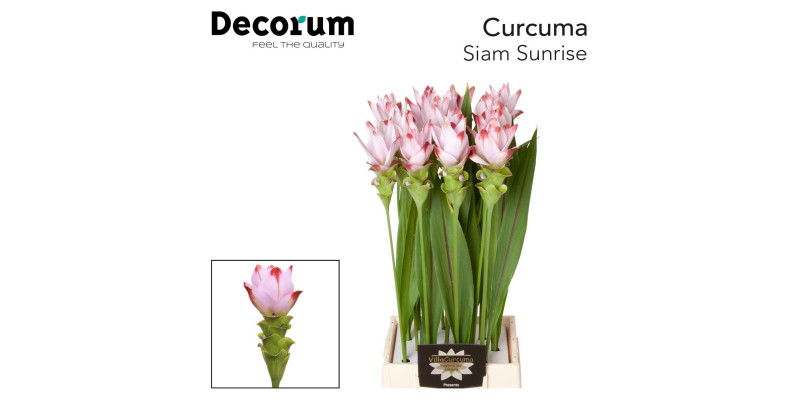 Curc Al Siam Sunrise 70 cm A1