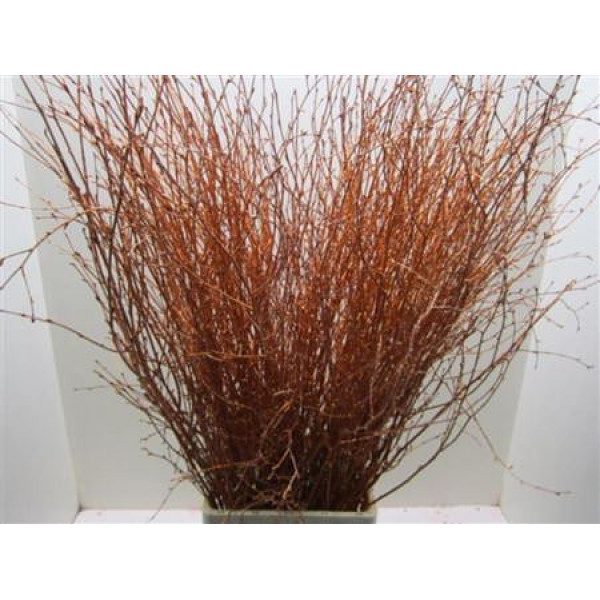 Birch Copper L120 Glitter 120cm A1