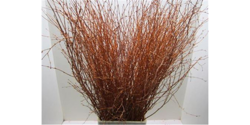 Birch Copper L120 Glitter 120cm A1