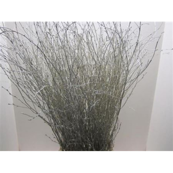 Birch Platinum L120 120cm A1