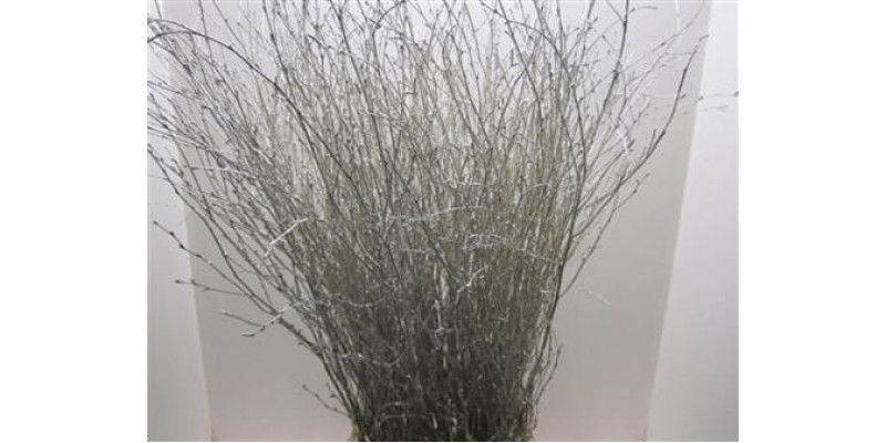 Birch Platinum L120 Glitter 120cm A1