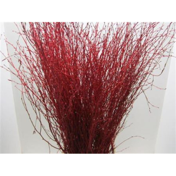 Birch Red L90 90cm A1