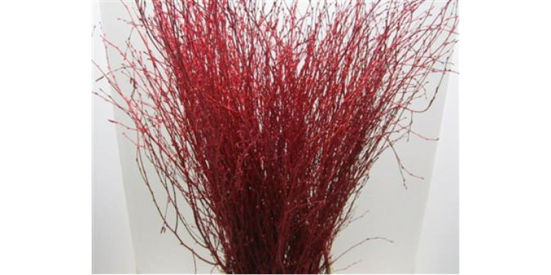 Birch Red L90 90cm A1