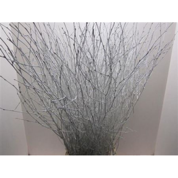 Birch White L120 Glitter 120cm A1