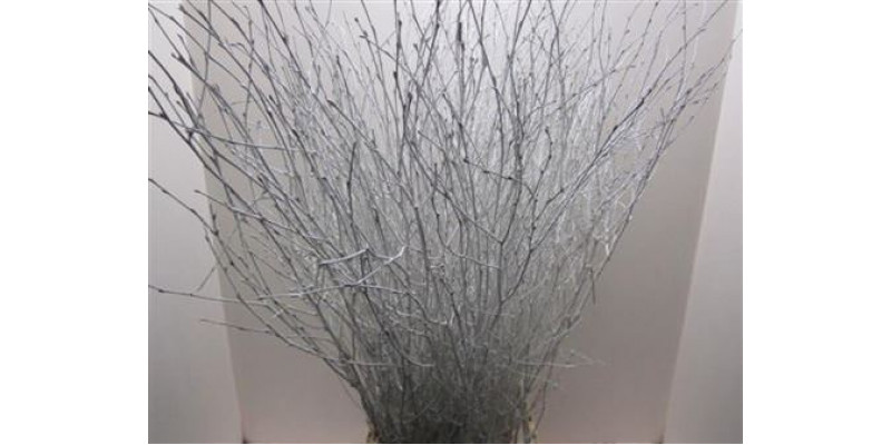 Birch White L120 Glitter 120cm A1