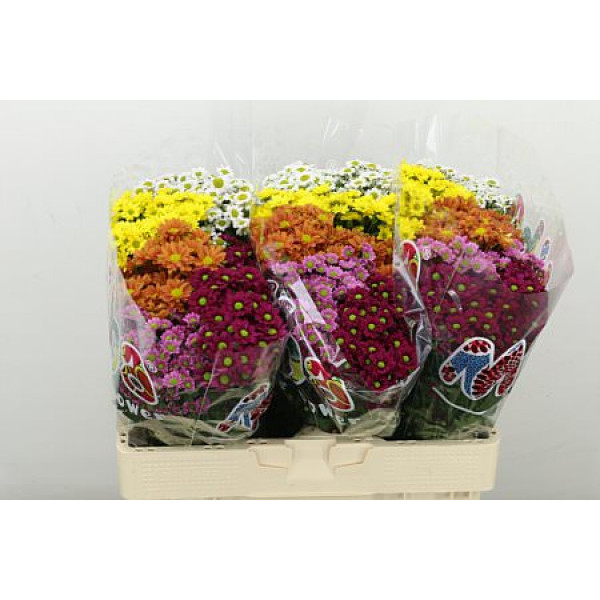 Chrysanthemums S Mad Gem 5 Kl 55cm A1