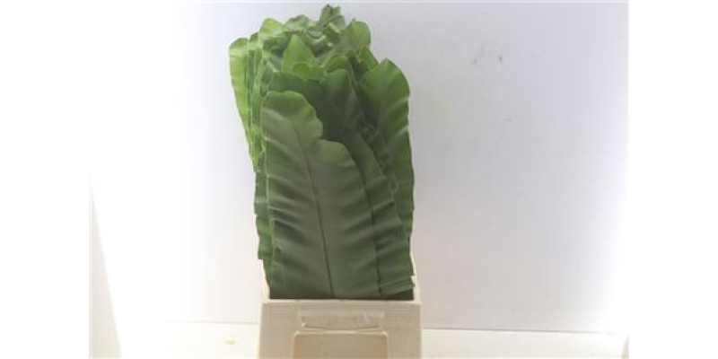 Asplenium Nidis 60cm 60 cm A1