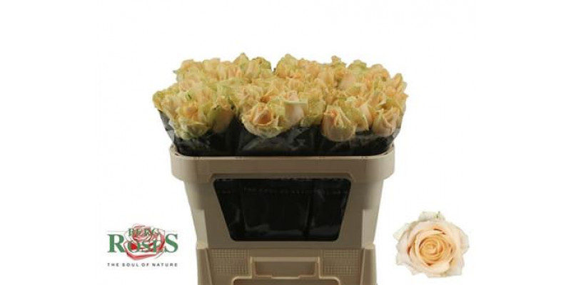 Rose Gr Avalanche Peach+ 70cm A1 Col-Peach