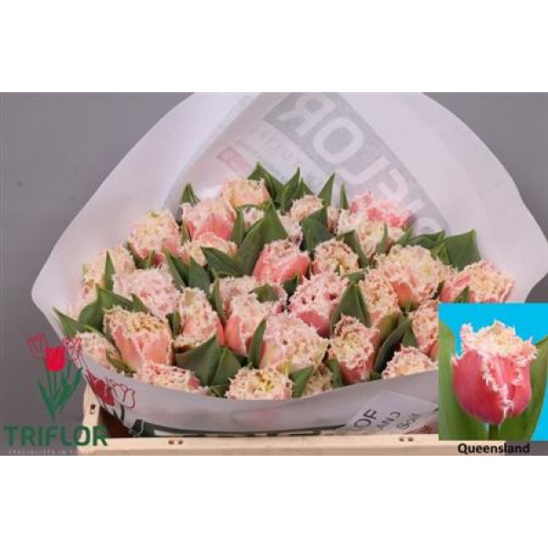 Tulips Freesias Queensland 33cm A1 Col-Pink