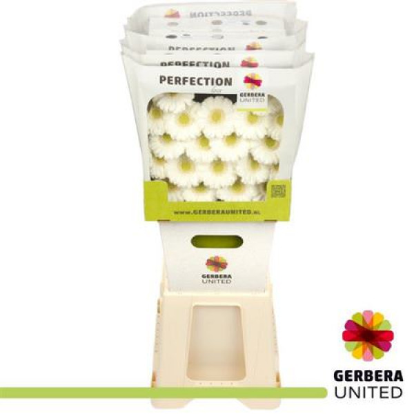 Germini Albino Diamond 50cm A1 Col-White