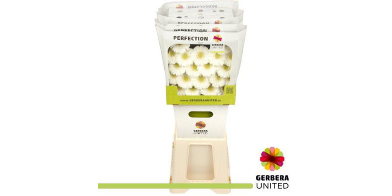 Germini Albino Diamond 50cm A1 Col-White