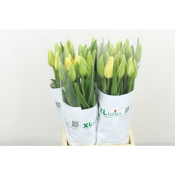 Tulips En Camargue 55 A1White