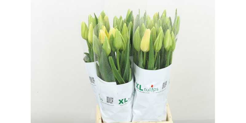 Tulips En Camargue 55 A1White