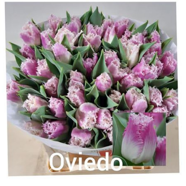 Tulips Freesias Oviedo 38cm A1