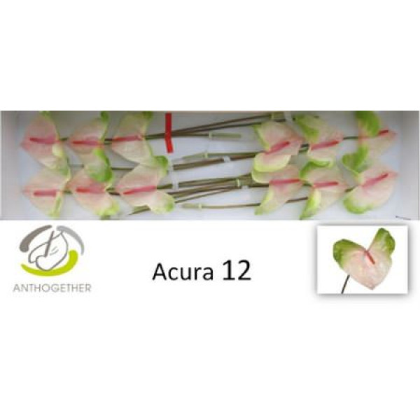 Anthurium A Acura 12  A1