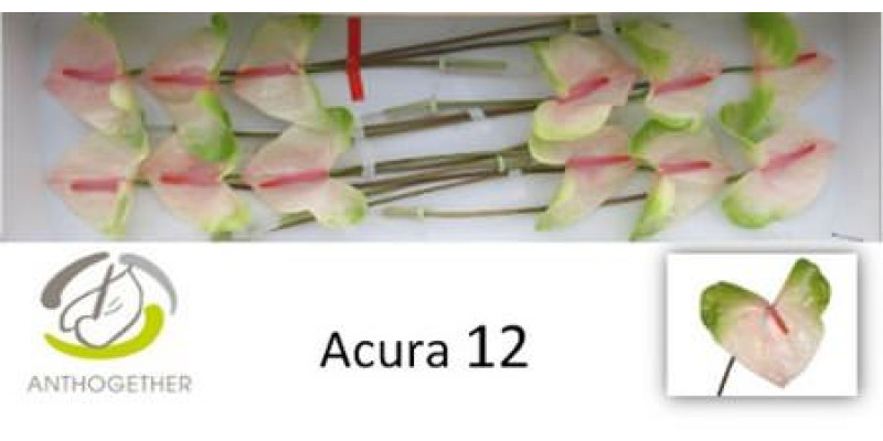 Anthurium A Acura 12  A1