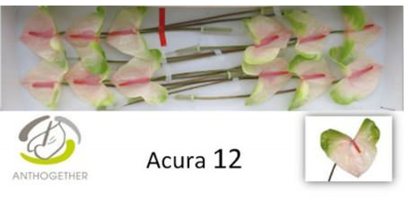 Anthurium A Acura 12 0cm A1