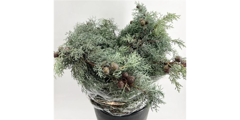 Cipresso Argentato 65cm A1