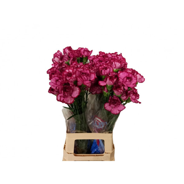 Dianthus St Bacarat Purple 70cm A1 Col-Bicolor