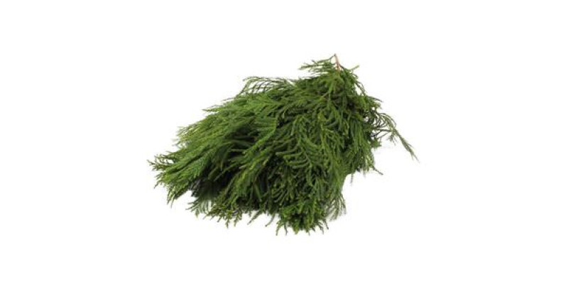 Cryptomeria Japonica  