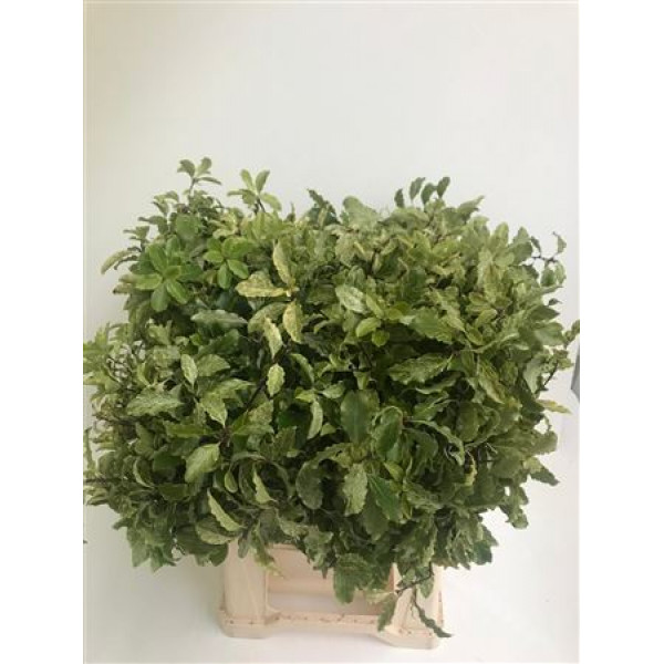 Pittosporum Nevato Bs Snow 50cm 0