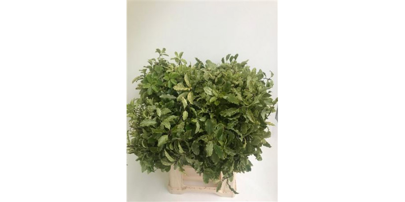 Pittosporum Nevato Bs Snow 50cm 0