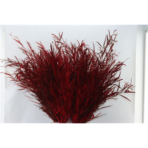 Grevillea Red 200gr 70cm EX