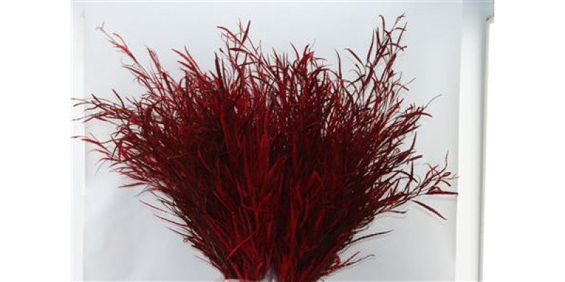 Grevillea Red 200gr 70cm EX