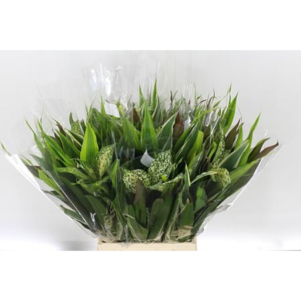 Asia Mix 10stems A Bunch 50 cm A1